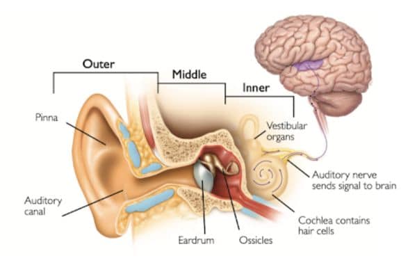 diagram of an ear workings